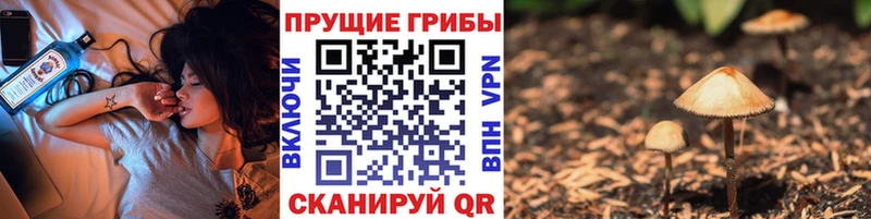 Купить закладки  Краснознаменск  Псилоцибиновые грибы MAGIC MUSHROOMS 